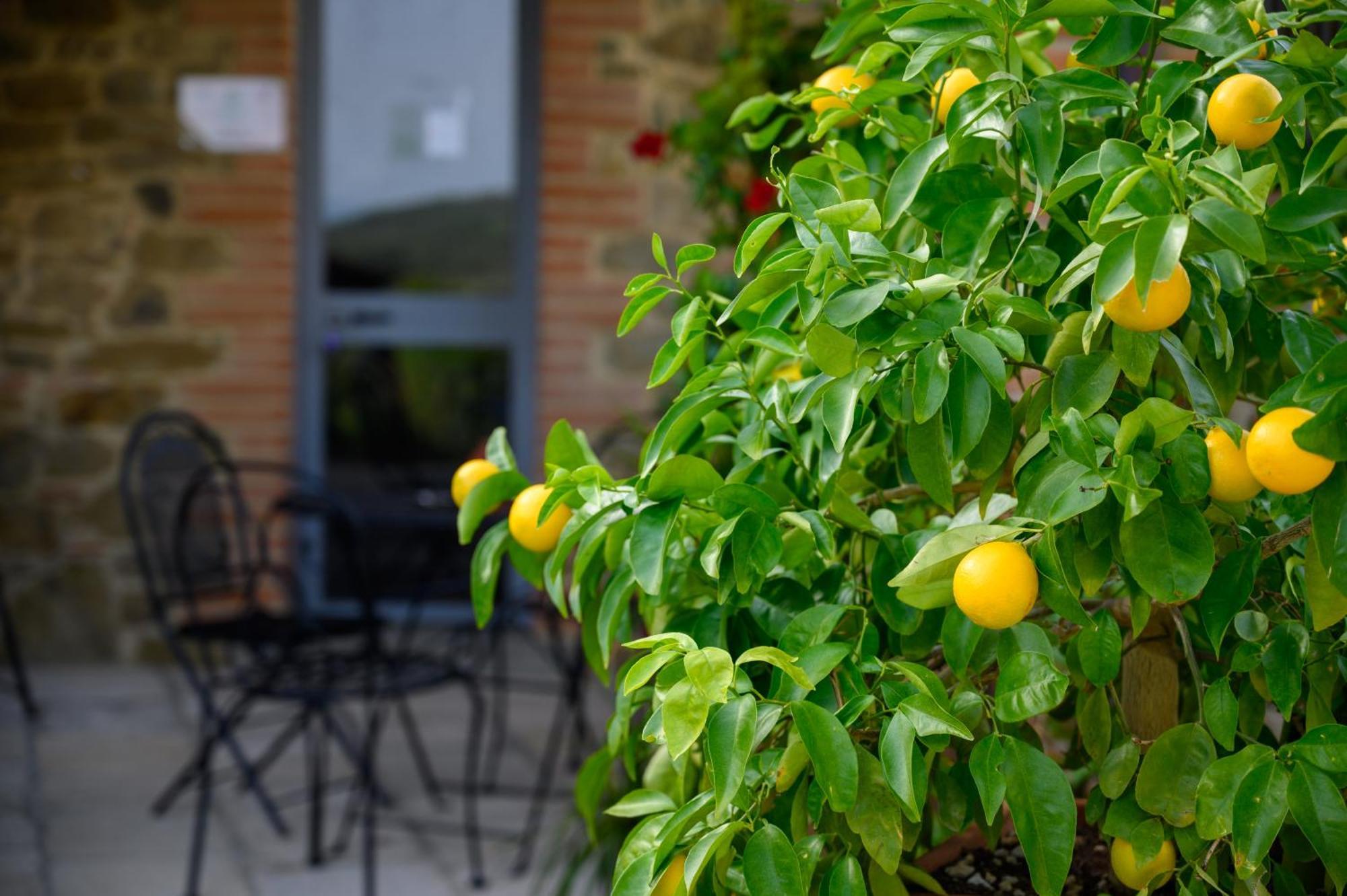 Agriturismo Borgo Sant'Ercolano 시기아노 외부 사진